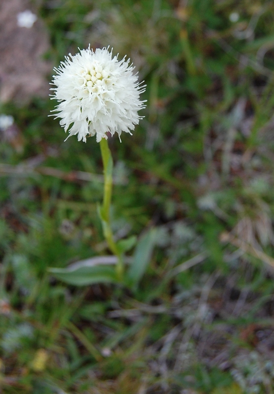 Image of Traunsteinera sphaerica specimen.