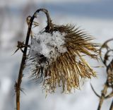 Cirsium vulgare. Высохшее соплодие в снегу. Подмосковье, окр. г. Одинцово, опушка леса. Январь 2013 г.