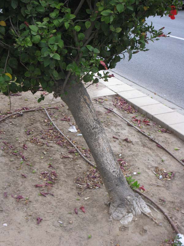 Image of Hibiscus rosa-sinensis specimen.