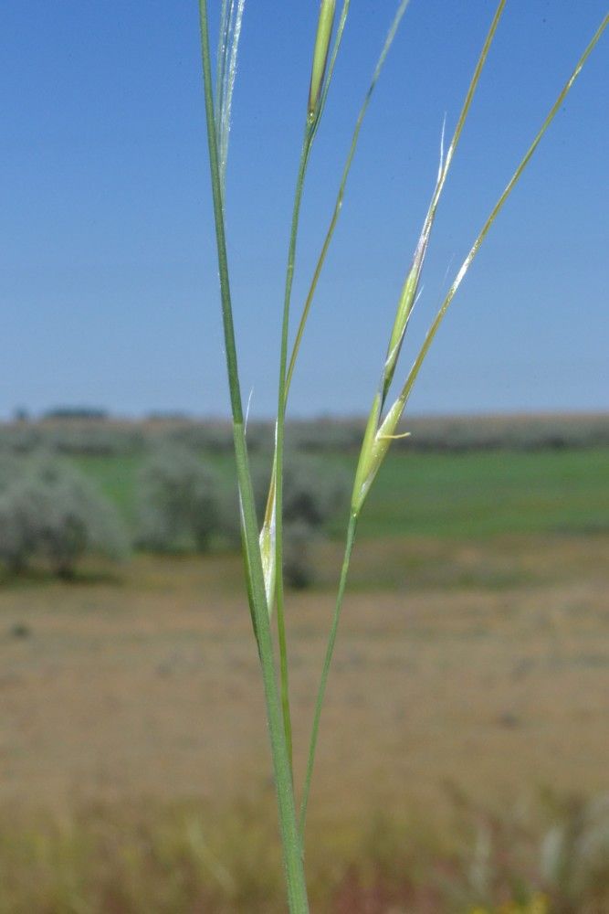 Image of genus Stipa specimen.