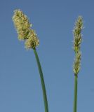 Carex vulpina