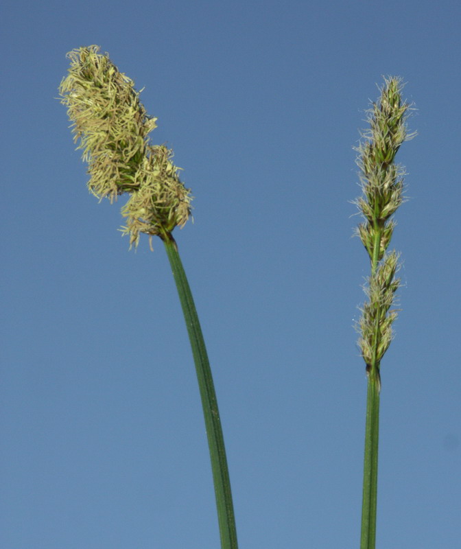 Изображение особи Carex vulpina.