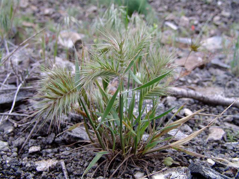 Image of Eremopyrum distans specimen.