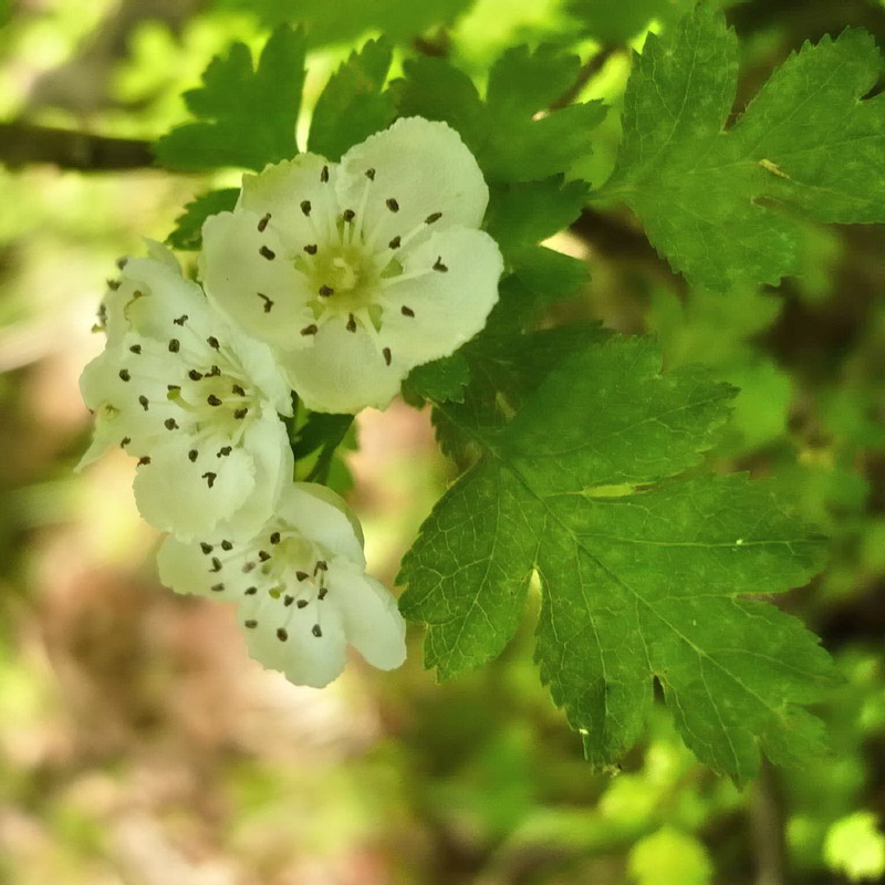 Изображение особи Crataegus monogyna.