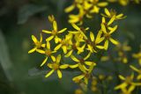 Senecio ovatus