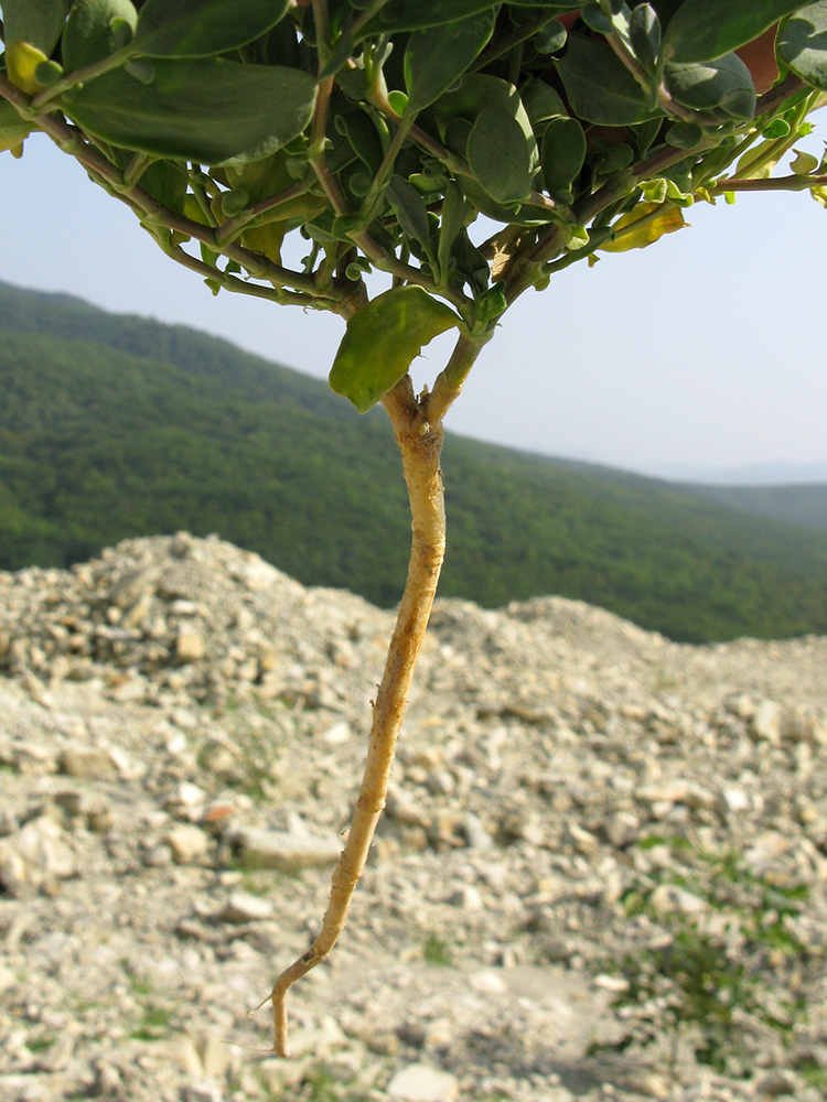 Image of Coronilla scorpioides specimen.