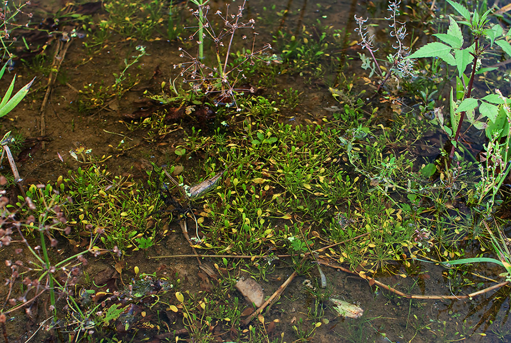 Image of Limosella aquatica specimen.