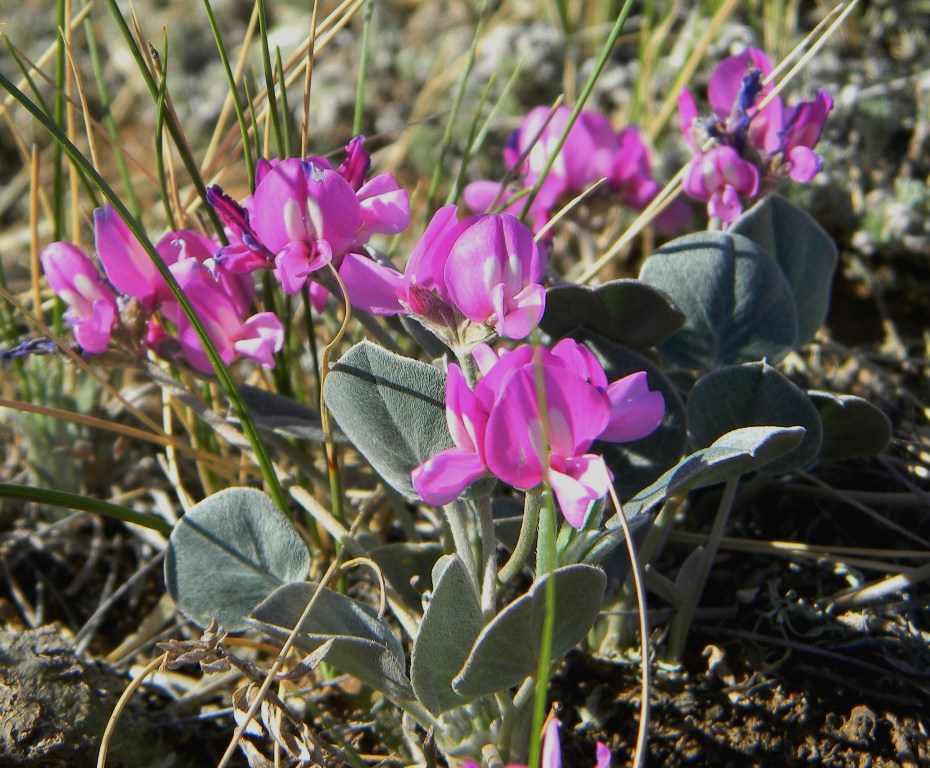 Image of Gueldenstaedtia monophylla specimen.