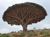 Dracaena cinnabari. Взрослое дерево. Сокотра, плато Хомхи. 29.12.2013.