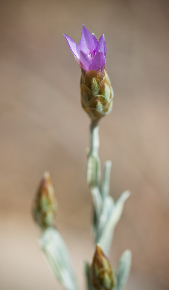 Изображение особи Xeranthemum cylindraceum.