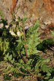 Chylismia claviformis. Цветущее растение. США, Калифорния, обочина дороги рядом с Joshua Tree National Park. 19.02.2014.