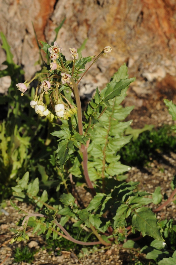 Image of Chylismia claviformis specimen.