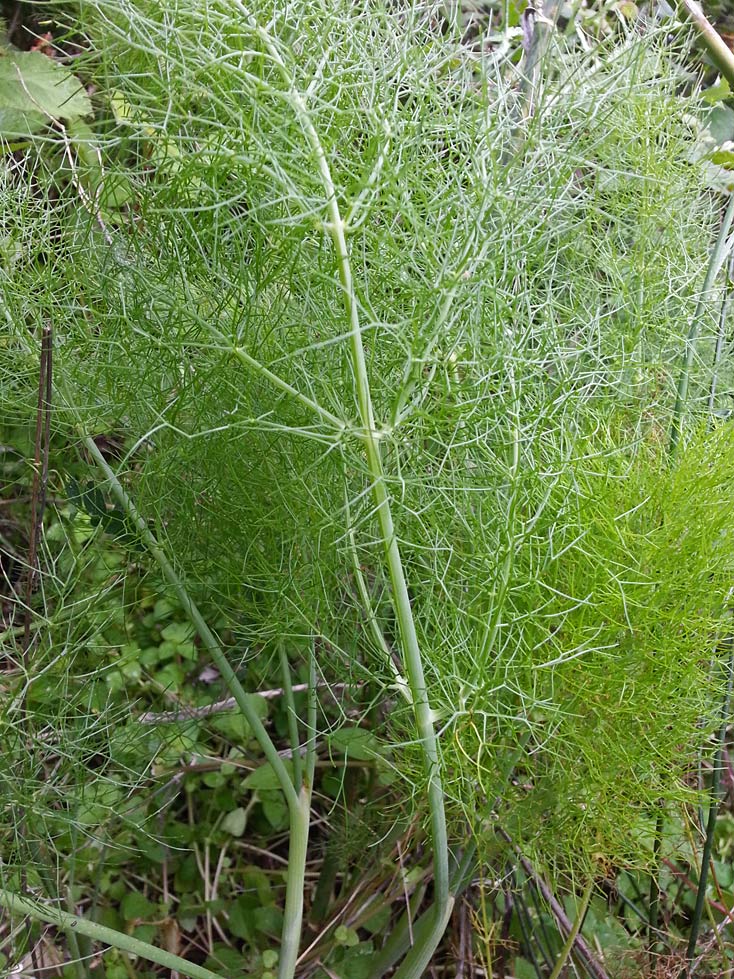 Изображение особи Foeniculum vulgare.