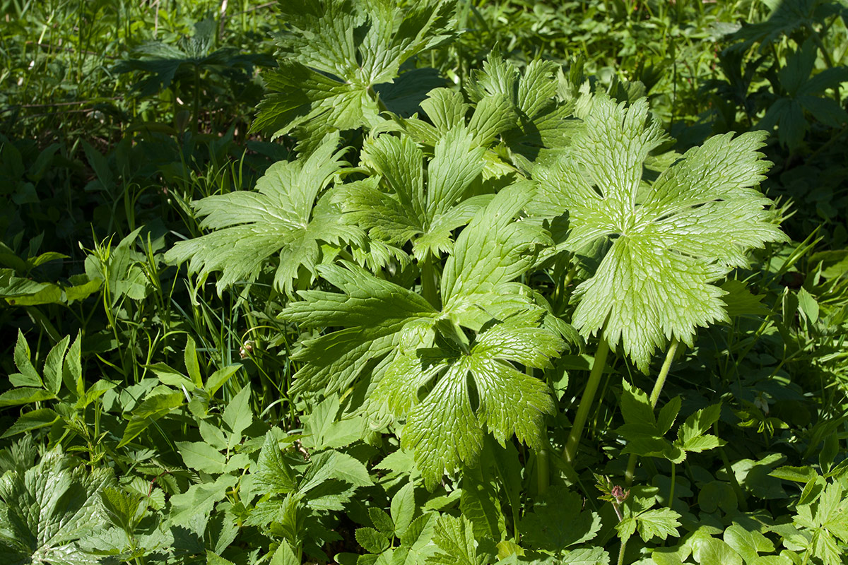 Image of Aconitum septentrionale specimen.