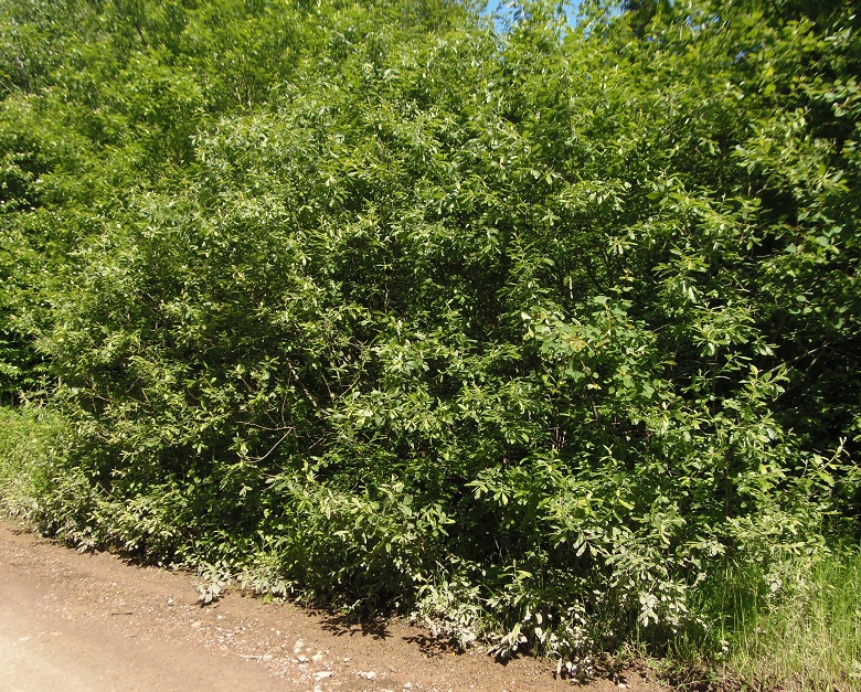 Image of Salix cinerea specimen.