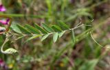 Vicia varia. Лист. Греция, п-ов Пелопоннес, окр. г. Катаколо. 22.04.2014.