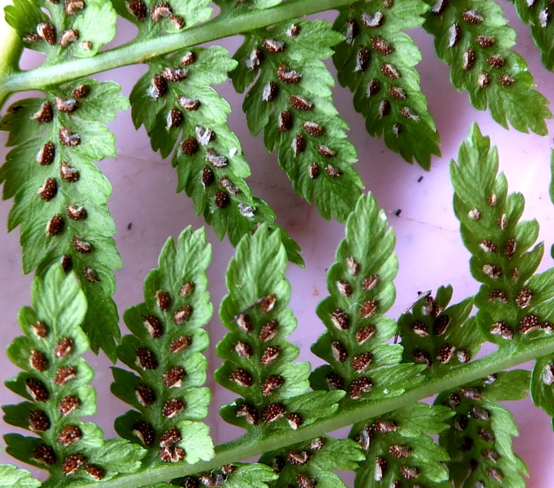 Image of Athyrium filix-femina specimen.