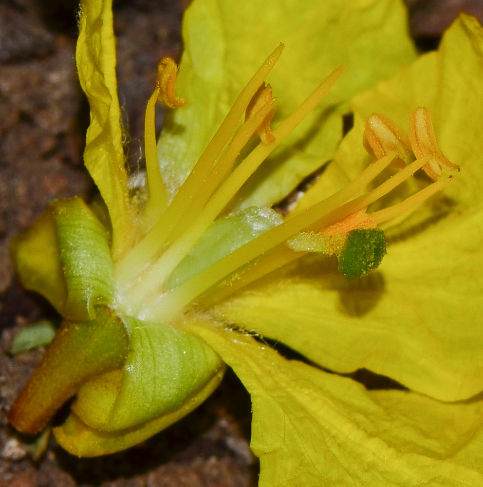 Изображение особи Peltophorum dubium.