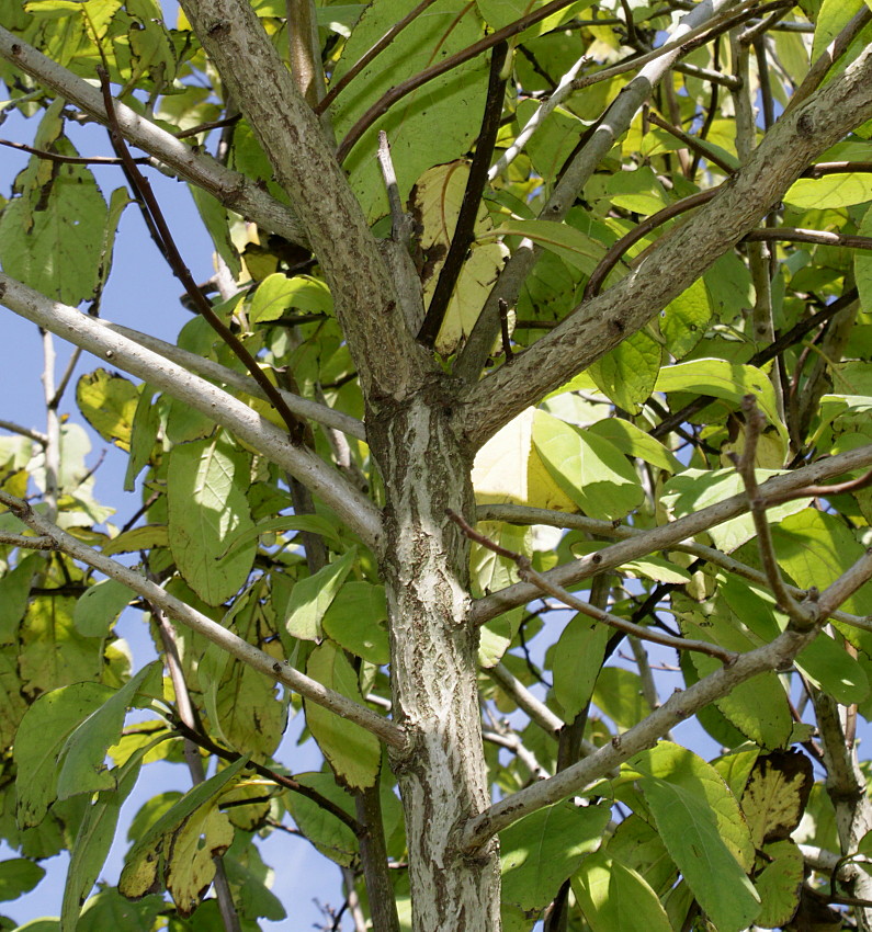 Image of Ehretia bakeri specimen.