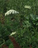 Смотреть изображение Daucus sativus