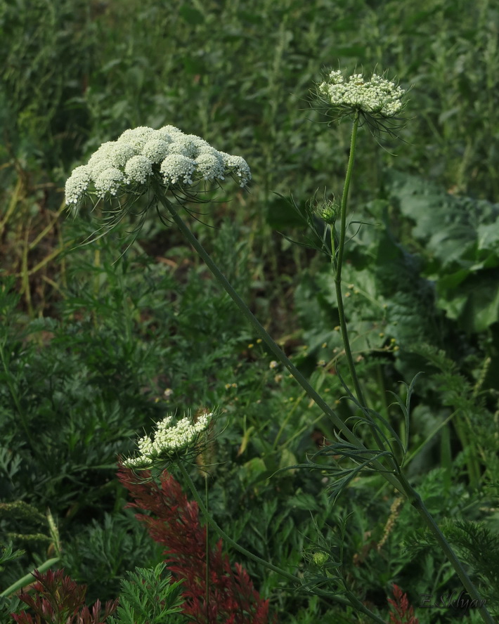 Image of Daucus sativus specimen.