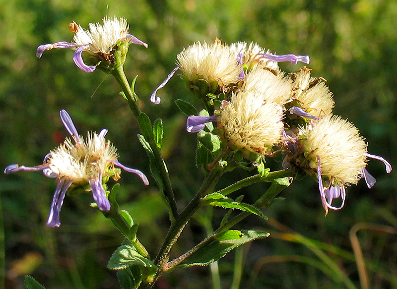 Image of Aster amellus specimen.