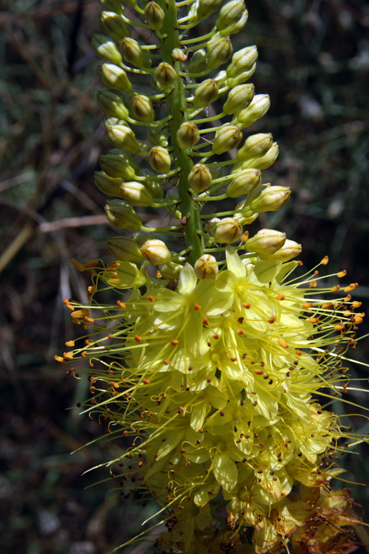 Image of Eremurus ambigens specimen.