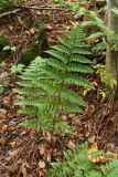 Dryopteris carthusiana. Вегетирующее растение. Санкт-Петербург, Старый Петергоф, побережье Финского залива, лес. Конец сентября.