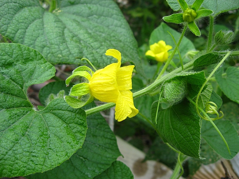 Image of Thladiantha dubia specimen.