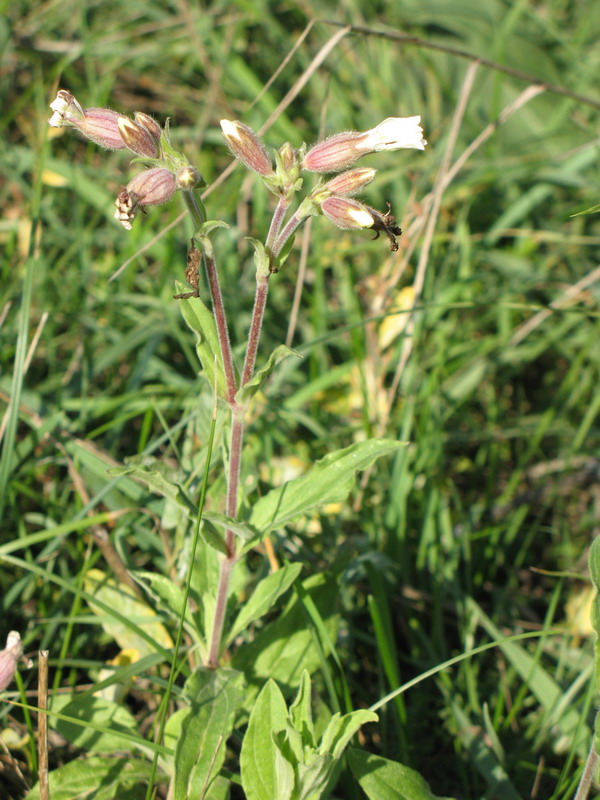 Image of Melandrium album specimen.