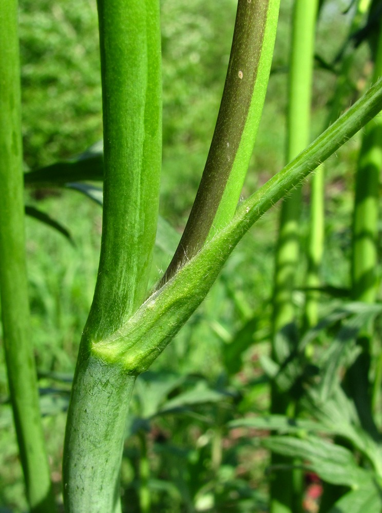 Image of Ranunculus acris specimen.