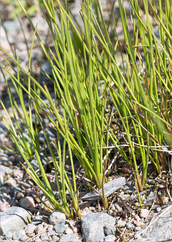 Image of Eriophorum scheuchzeri specimen.