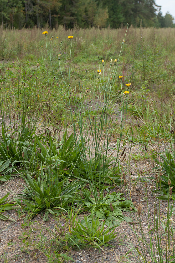 Image of Hypochaeris radicata specimen.