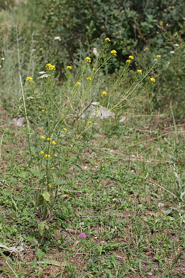 Image of Sisymbrium loeselii specimen.