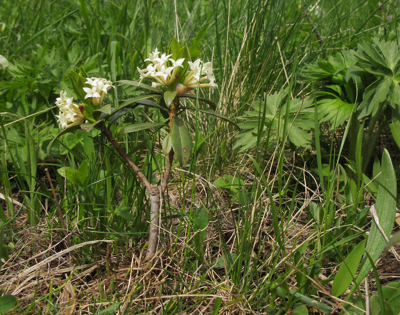 Image of Daphne glomerata specimen.