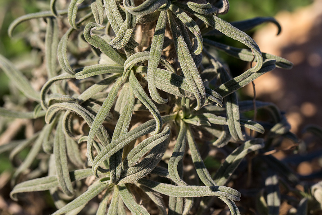 Изображение особи Echium angustifolium.