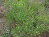 Euphorbia uralensis
