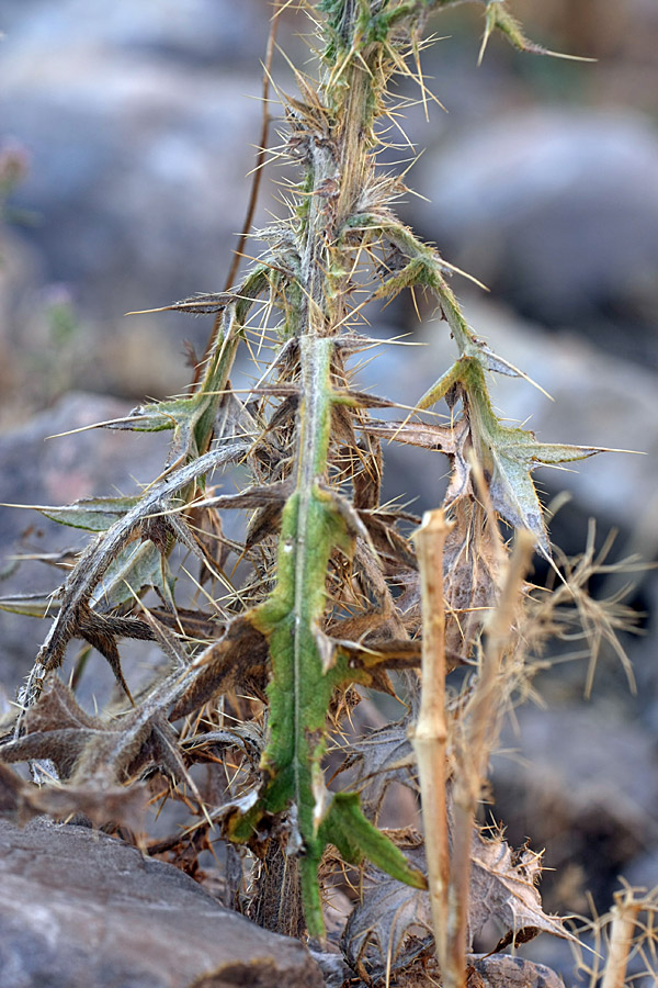 Image of Cirsium vulgare specimen.