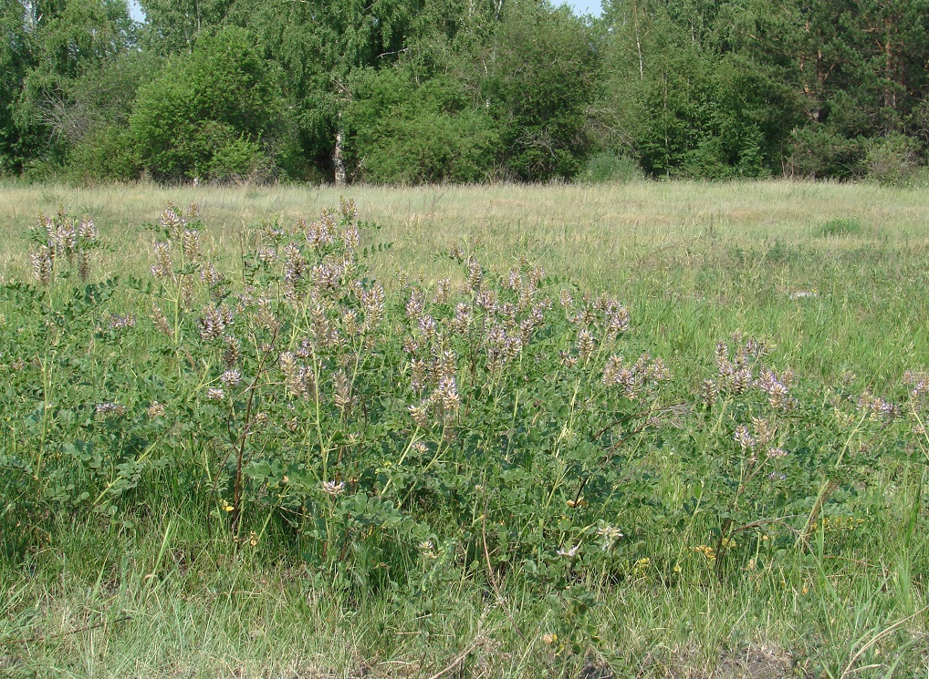 Image of Glycyrrhiza grandiflora specimen.