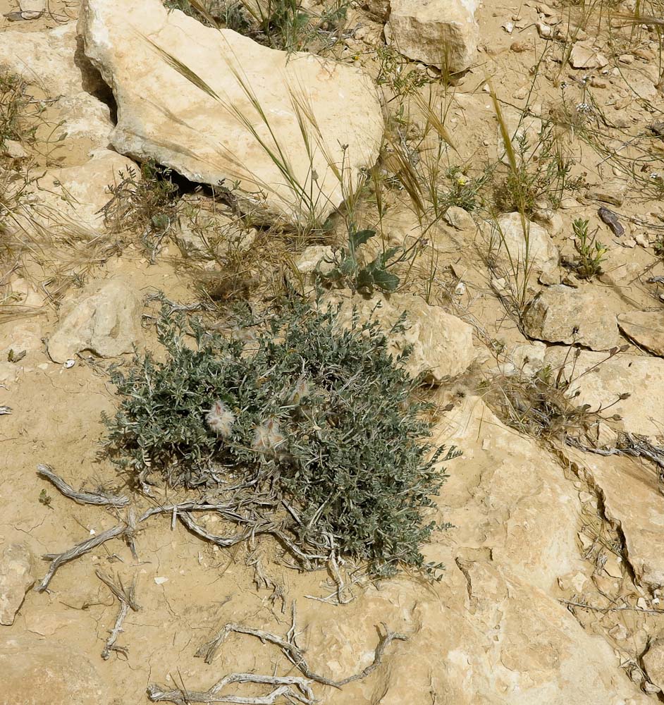 Image of Astragalus amalecitanus specimen.