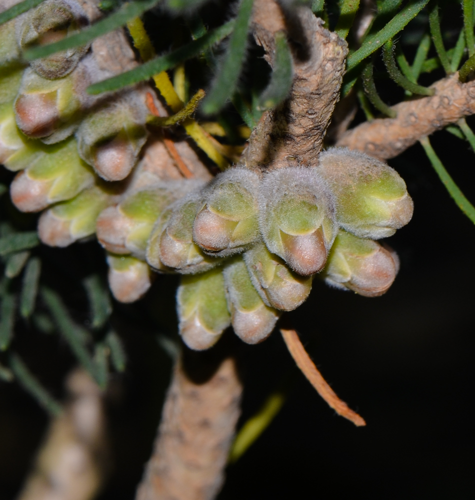 Image of Calothamnus villosus specimen.