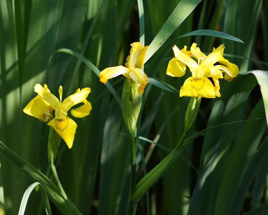 Image of Iris pseudacorus specimen.