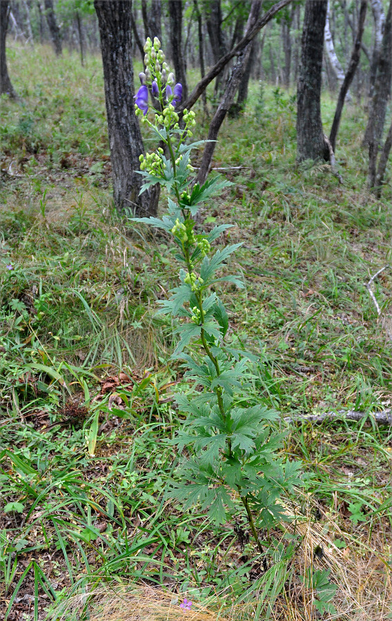 Изображение особи род Aconitum.