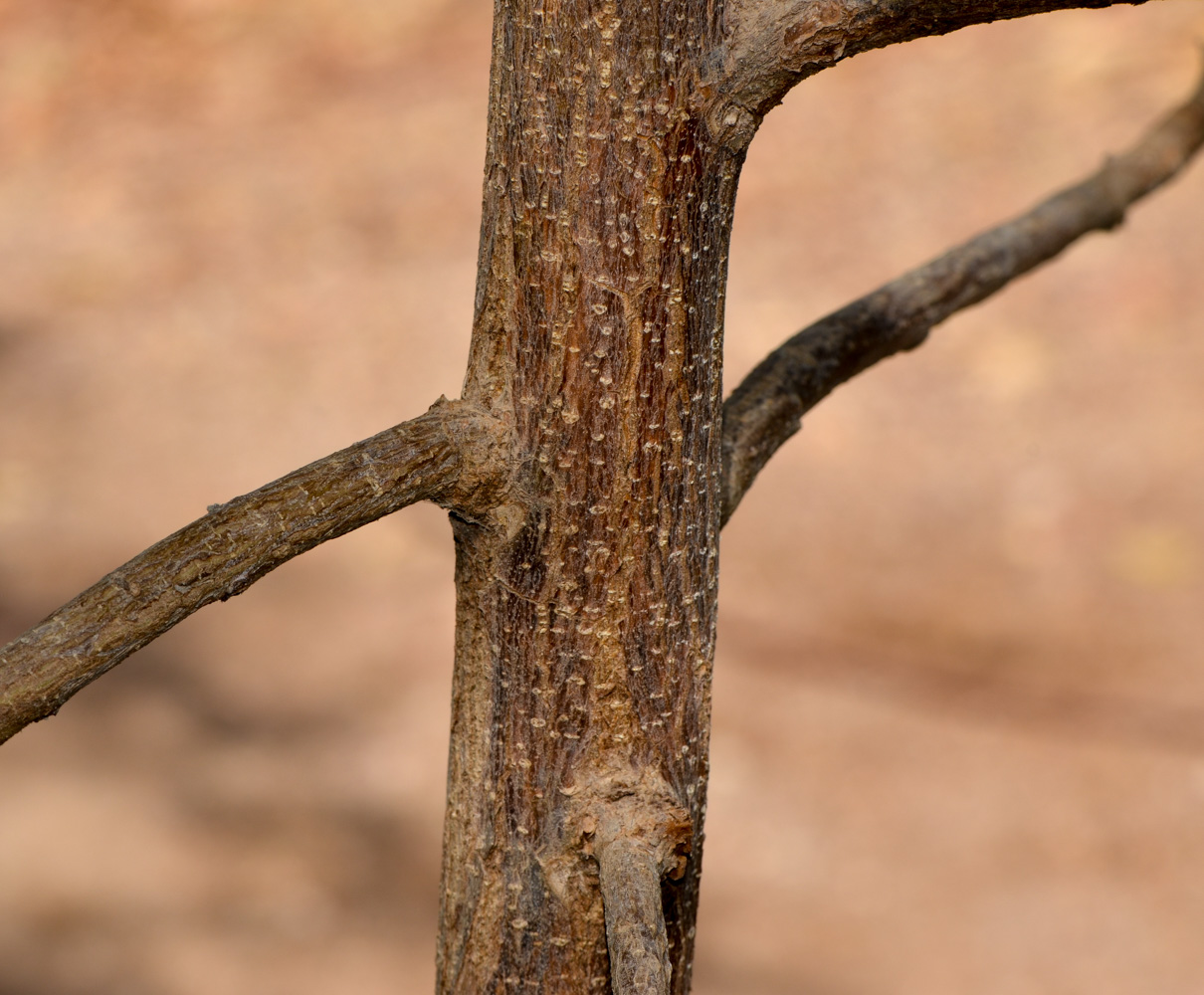 Image of Cordia subcordata specimen.