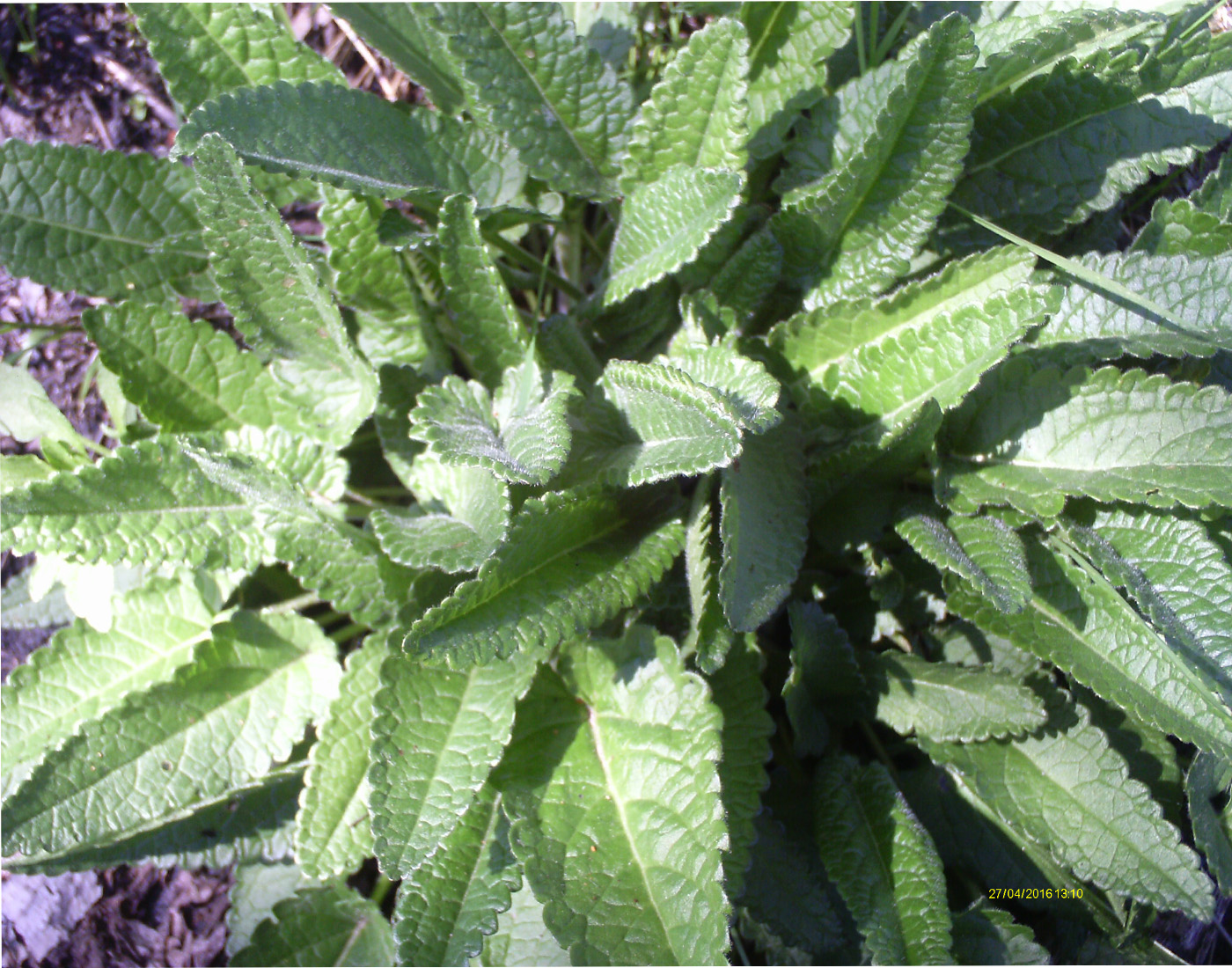 Image of Betonica officinalis specimen.