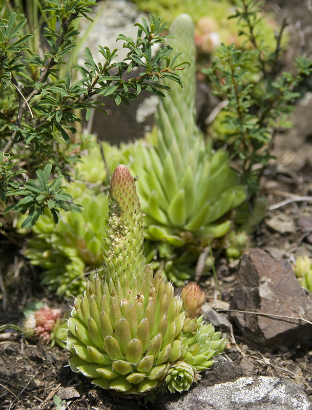 Изображение особи Orostachys spinosa.