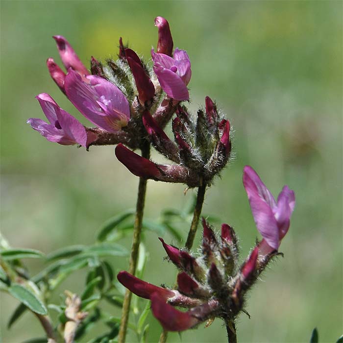 Image of Astragalus cornutus specimen.