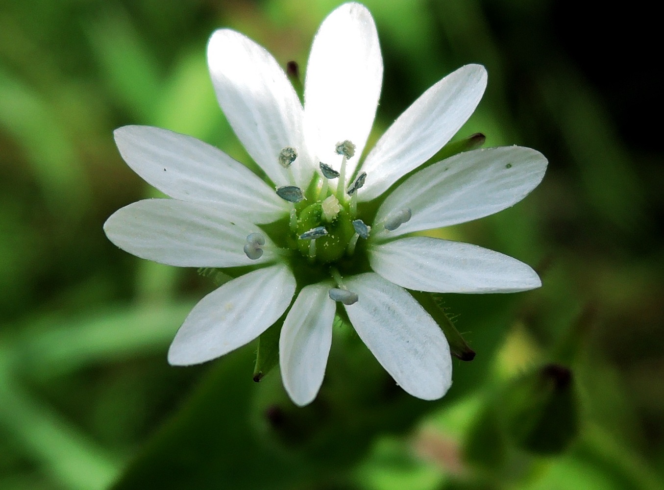 Изображение особи Myosoton aquaticum.