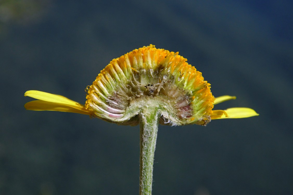 Image of Anthemis tinctoria specimen.