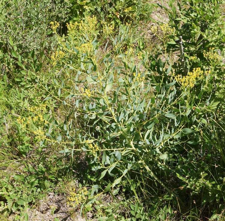 Image of Haplophyllum acutifolium specimen.